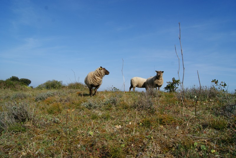 Pâturage dune de la Falaise