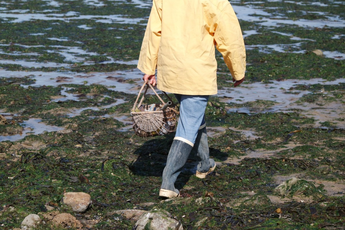 Gathering shellfish on foot