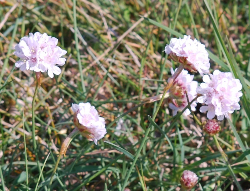 Arm&eacute;rie maritime