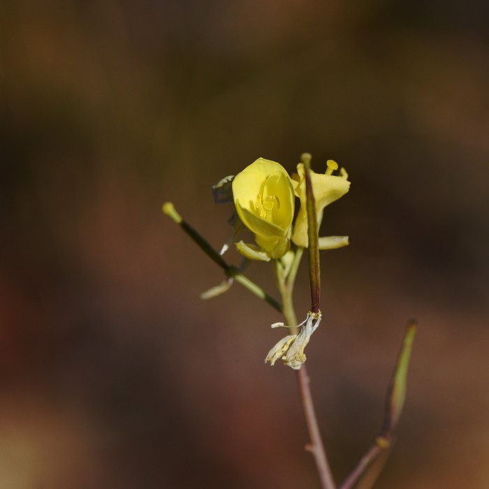 Asperge prostr&eacute;e