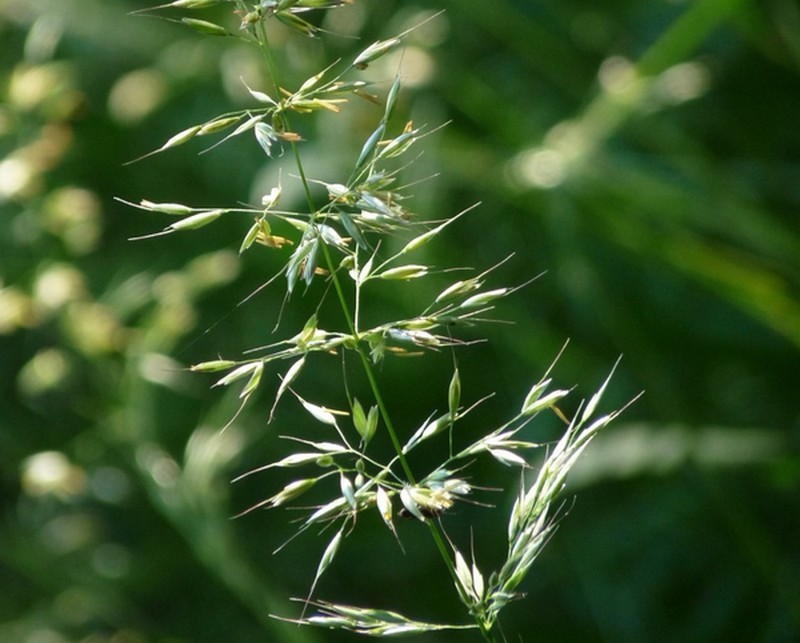 Avoine &agrave; chapelet