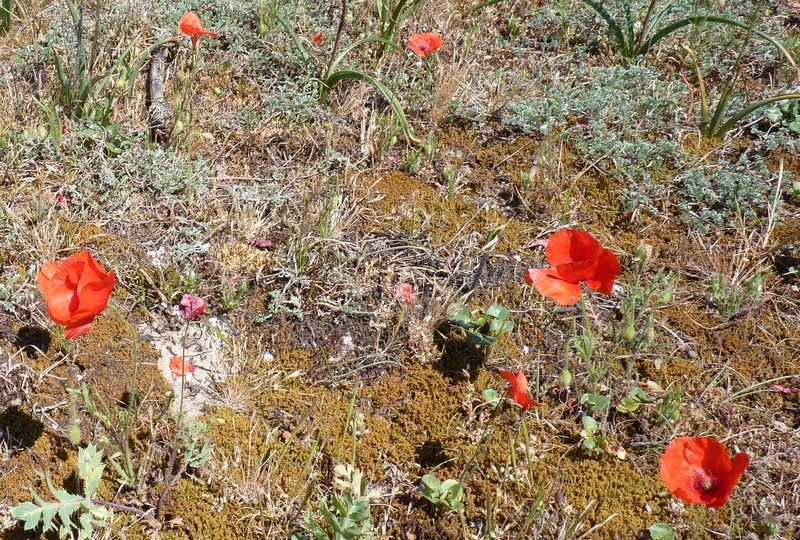 Coquelicot arg&eacute;mone