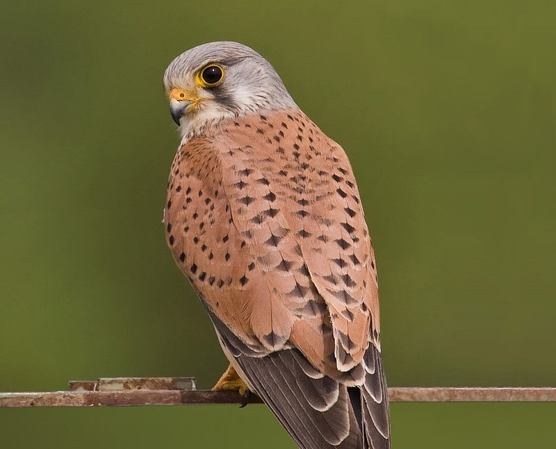 Faucon cr&eacute;cerelle