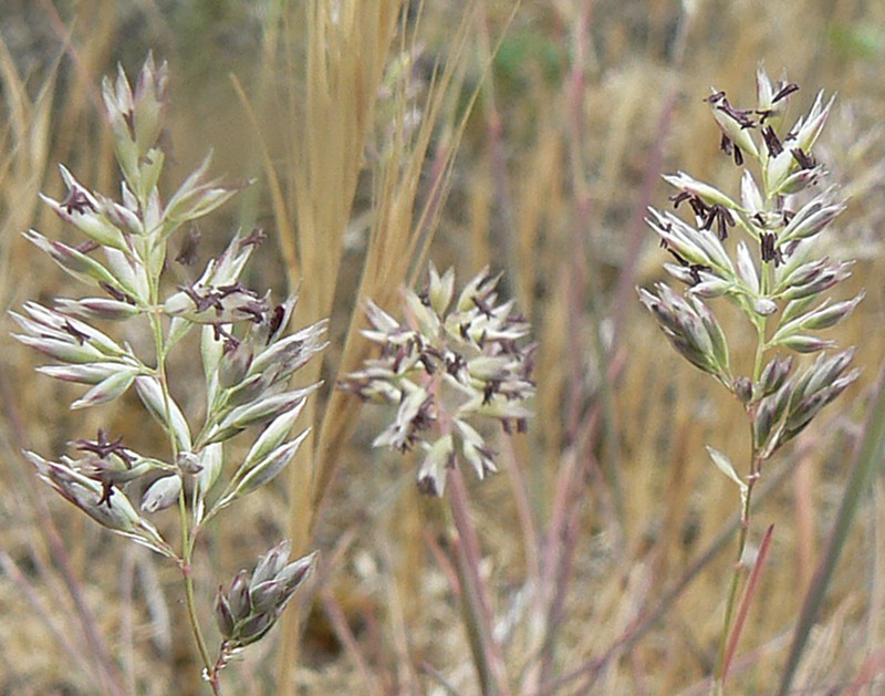 F&eacute;tuque rouge