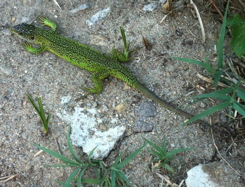 L&eacute;zard vert occidental