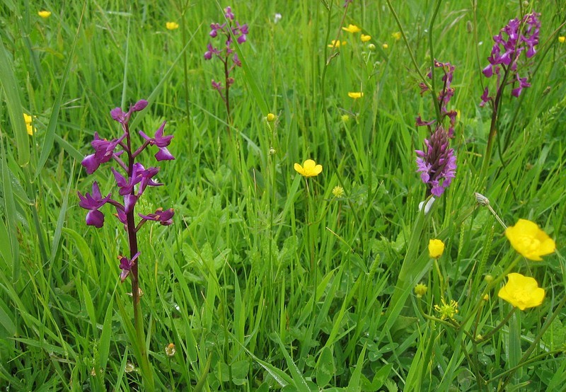 Orchis &agrave; fleurs l&acirc;ches