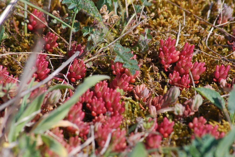 Orpin rouge&acirc;tre