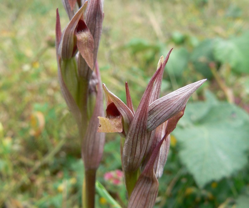 S&eacute;rapia &agrave; petites fleurs