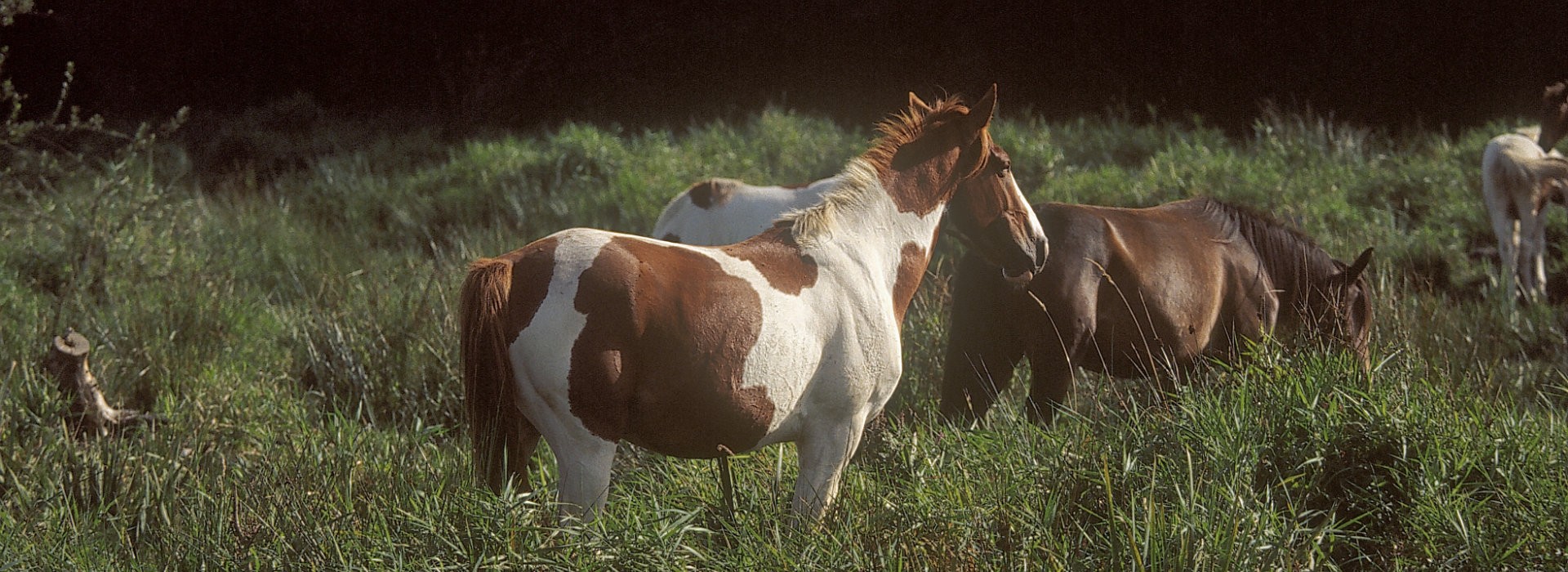 Chevaux en Brière  - Cap Atlantique