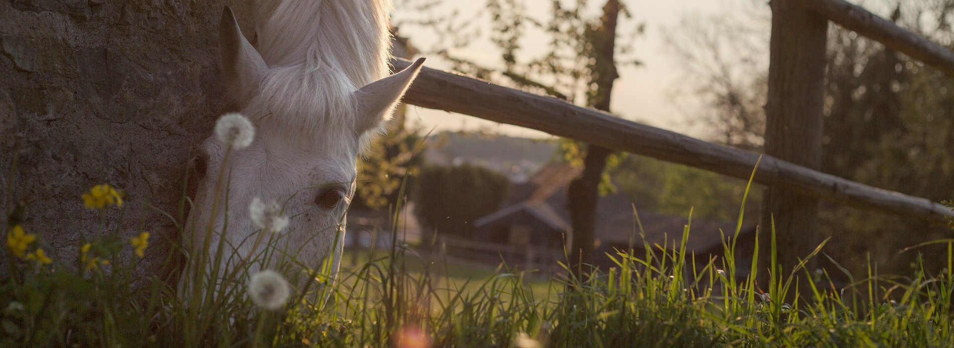 Hébergements accueillant les chevaux