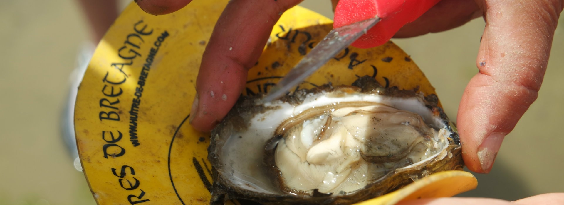 Coquillages et crustacés... en baie de Pen Bé - OTI La Baule-Presqu'île de Guérande