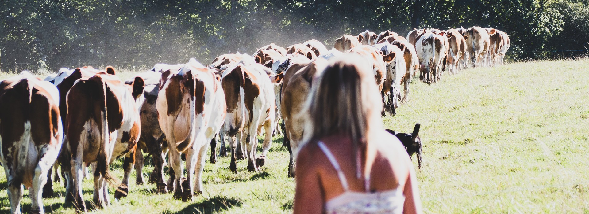 Producteurs locaux - Veaux de Nathalie - Saint-Molf