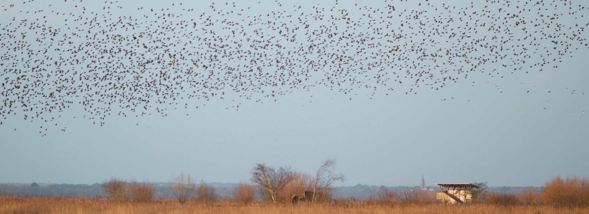 Vol de Vanneaux huppés sur la réserve Marais de Brière