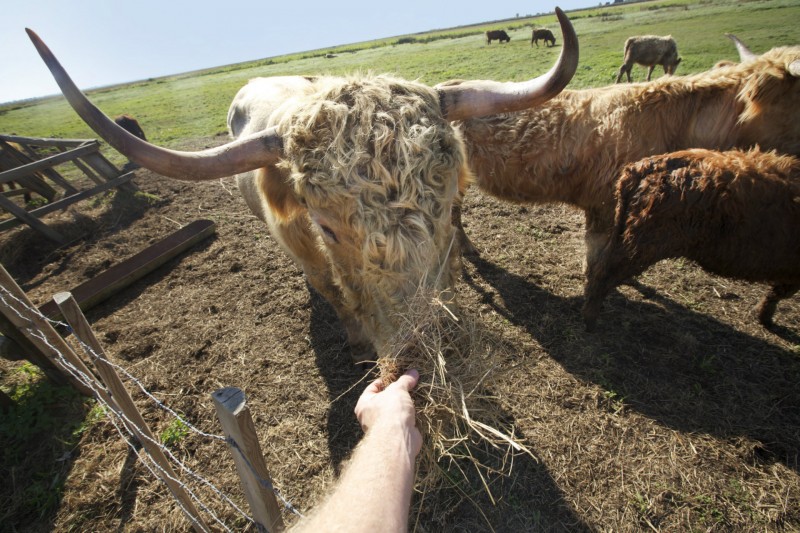 Vaches en Brière - Teddy Locquard