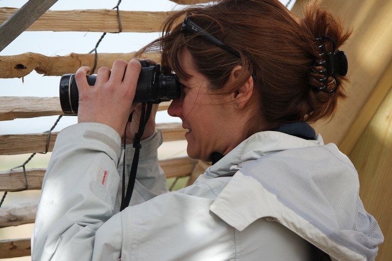 Observons les oiseaux dans la Réserve naturelle régionale des Marais de Brière