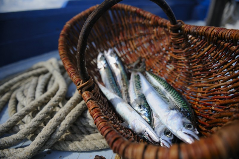 La Turballe et la sardine, une longue histoire- CRT Bretagne - Gladu Ronan