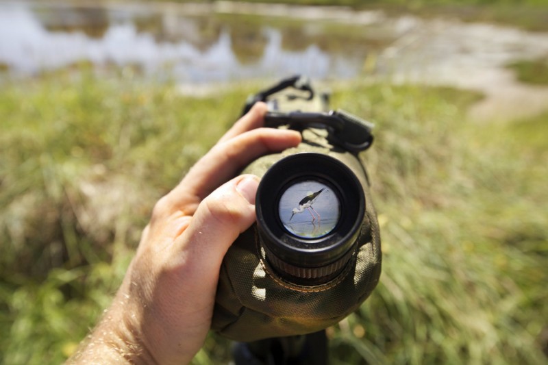 Le traict du Rostu, site privilégié pour observer les oiseaux - Teddy Locquard