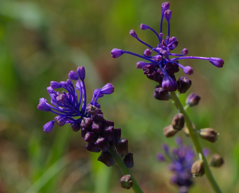 Muscari