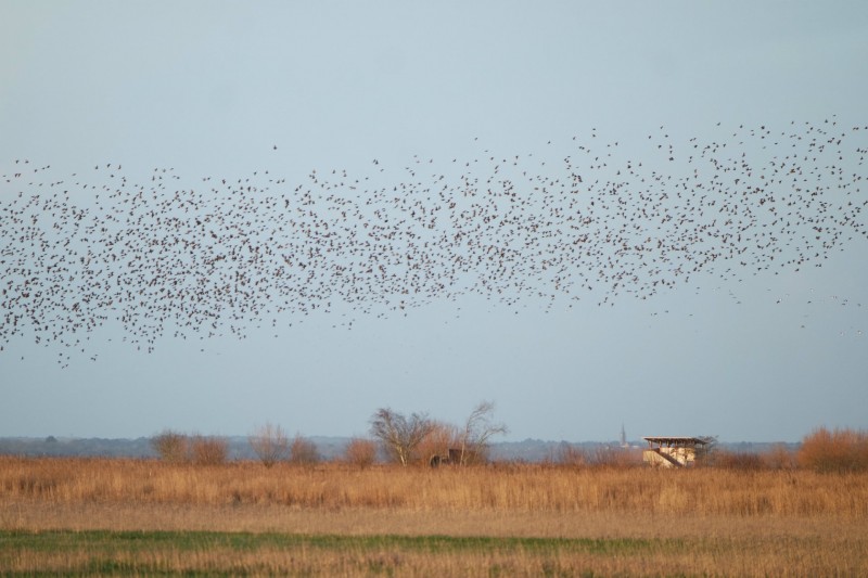 observation-des-oiseaux-reserve-pierre-constant-office-de-tourisme-la-baule-presqu-ile-de-guerande-13-13557