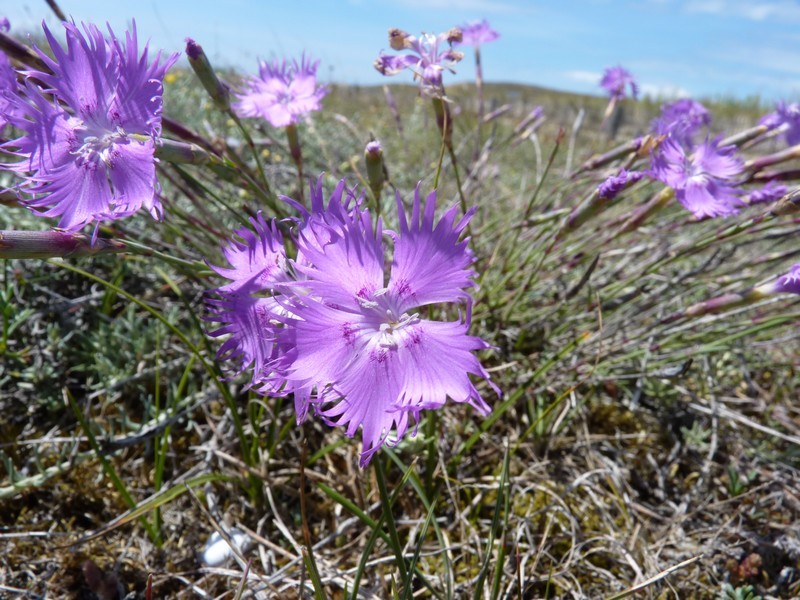 Oeillet des dunes