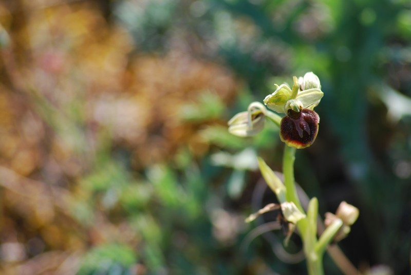 Ophrys araignée