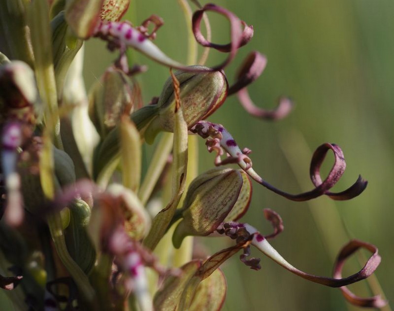 Orchis bouc