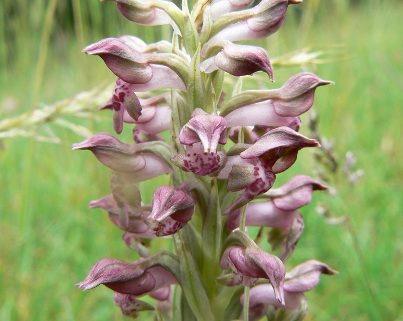 Orchis punaise