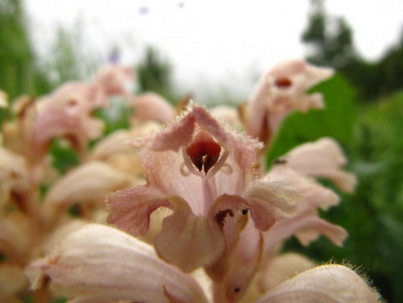 Orobanche du Gaillet