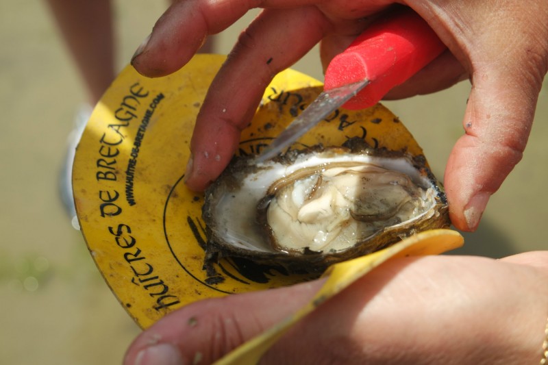 Coquillages et crustacés... en baie de Pen Bé - OTI La Baule-Presqu'île de Guérande