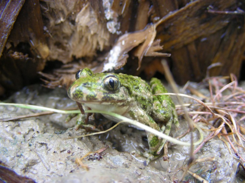 Amphibiens