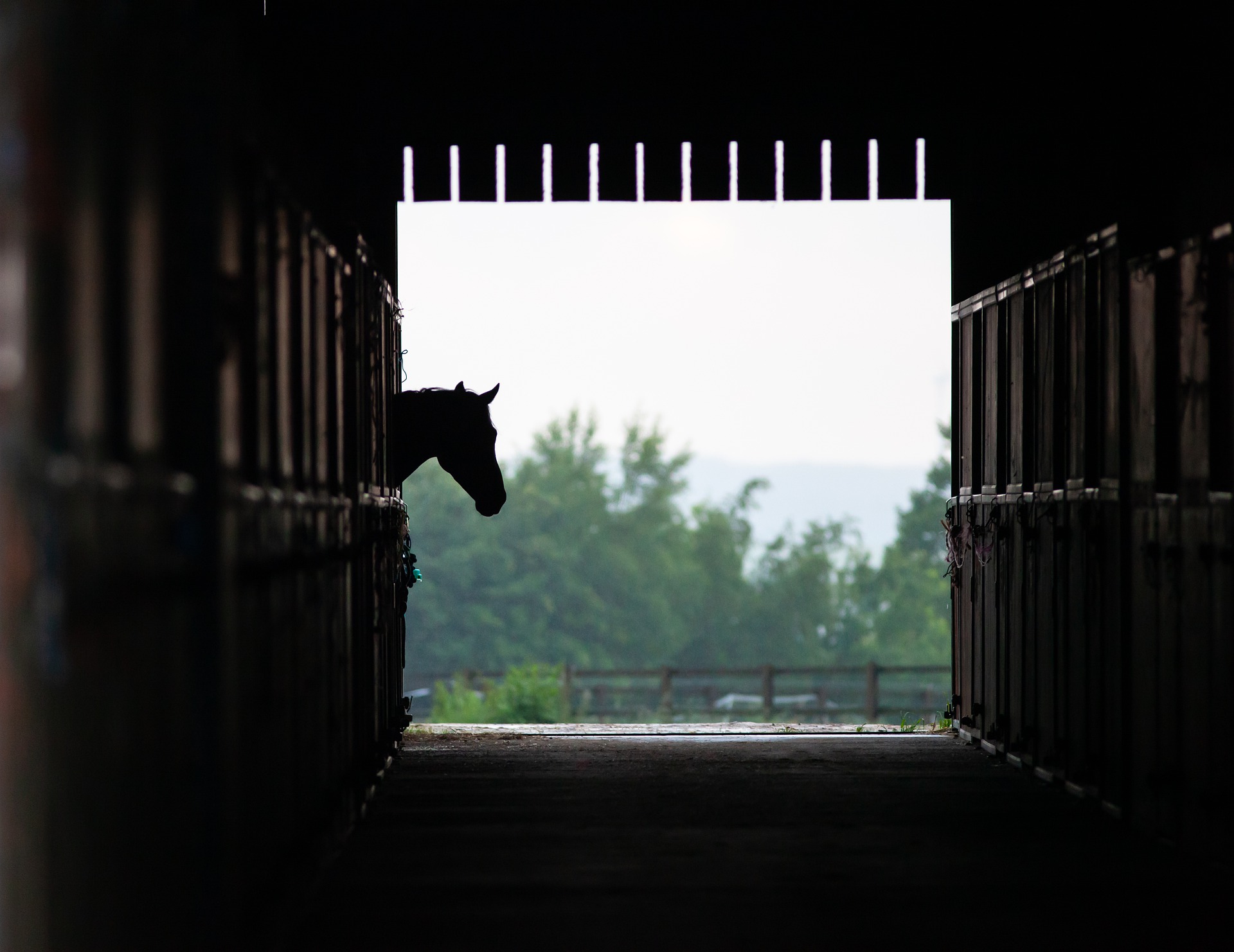 Pensions pour chevaux