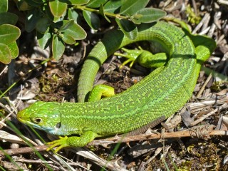 Lezard Vert Occidental