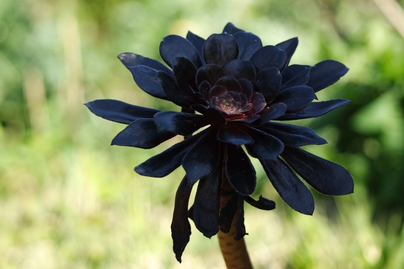 Aeonium arboreum, fleurs des Jardins des Marais à Herbignac