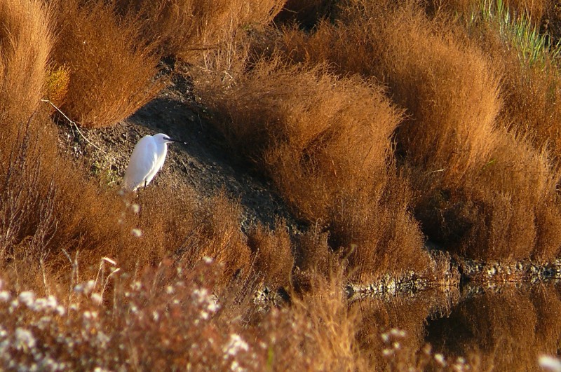 Aigrette garzette