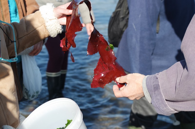 Algues rouges sortie cueillette d'algues au Croisic