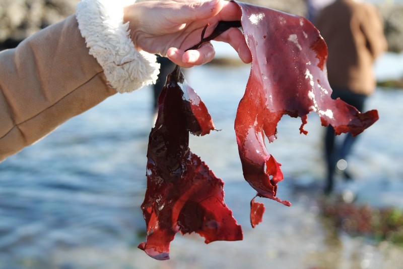 Algues rouges sortie cueillette d'algues au Croisic