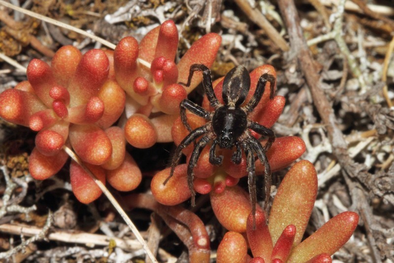 Alopecosa Albofasciata