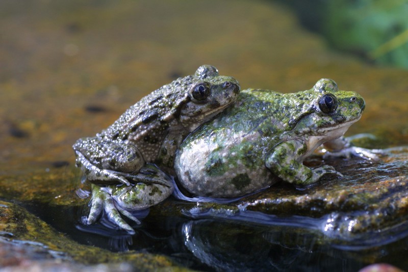 Amplexus de Pélodytes ponctués