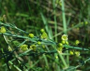 Asperge prostrée