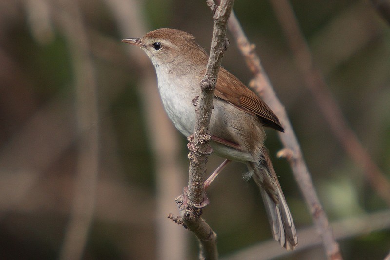 Bouscarle de Cetti