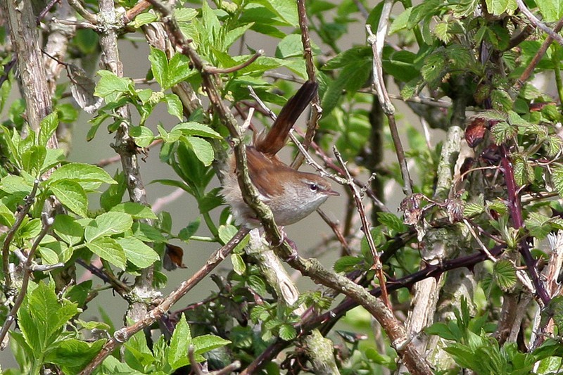 Bouscarle de Cetti