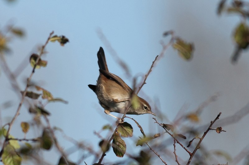 Bouscarle de Cetti