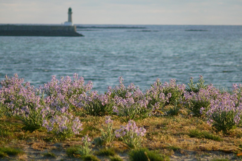 Armérie maritime sur la presqu'île de Guérande