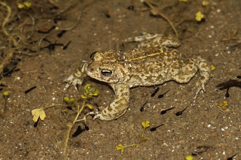 Crapaud calamite - Adulte