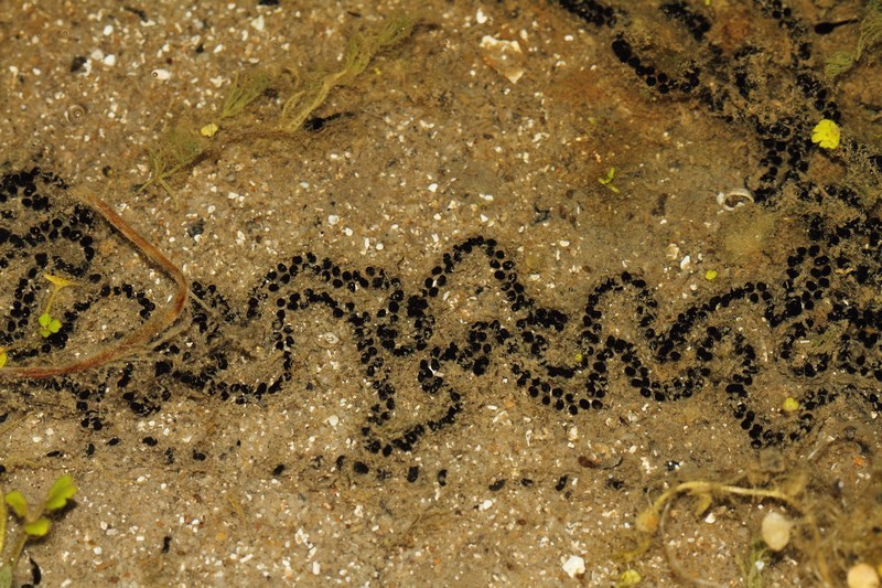 Crapaud calamite - Ponte