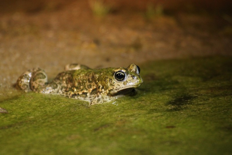 Crapaud Calamite - Dune de la Falaise - Batz sur mer