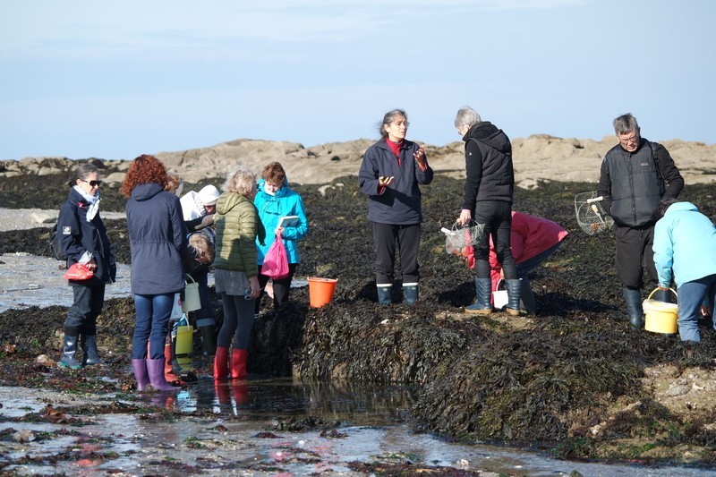 Participants à la cueillette d'algues au Croisic