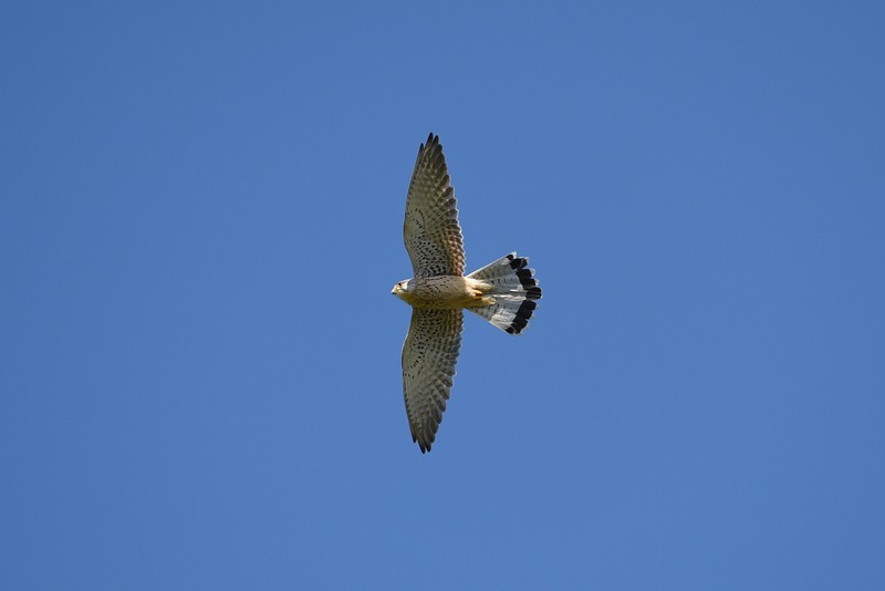 Faucon crécerelle