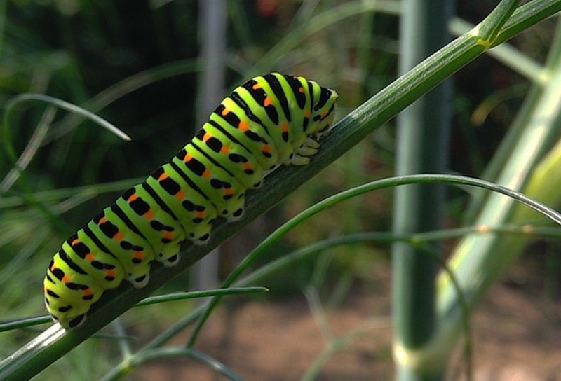 Fenouil et chenille du Machaon