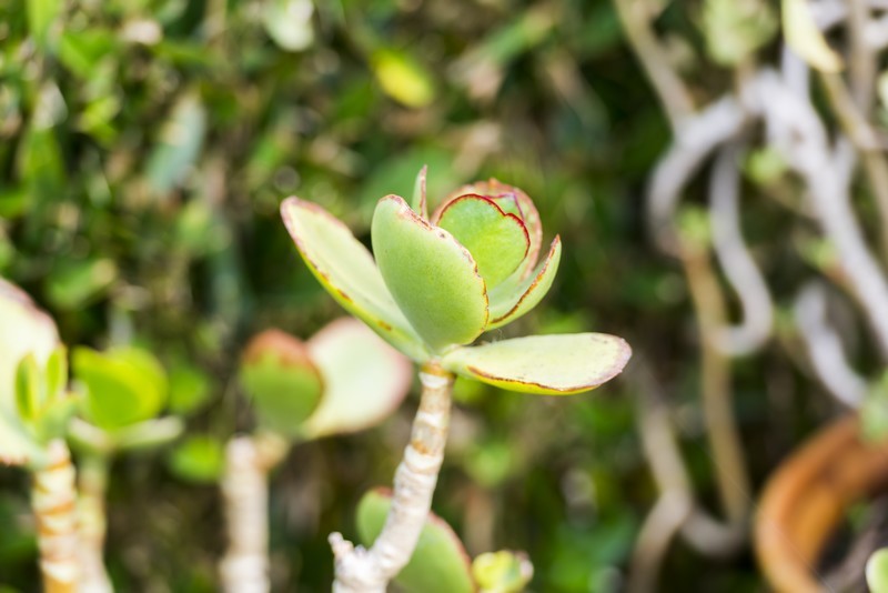 Fleur du Jardin des Marais à Herbignac